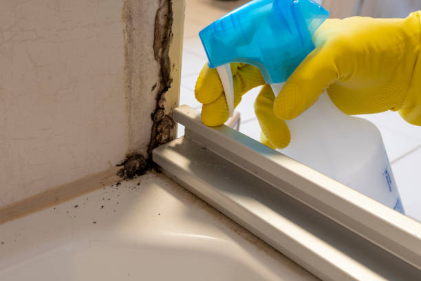 Why You Should Choose Our Mold Remediation Services in Apalachin, NY